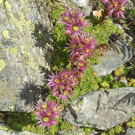 Multererhof